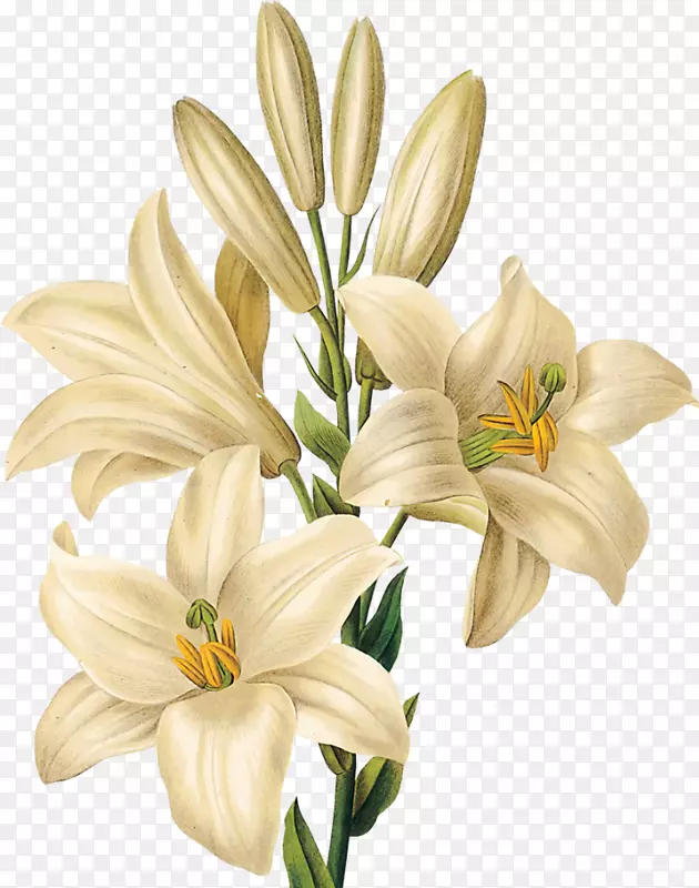 ֲ��ѧ��ͼֲ��ѧ�滭��-������