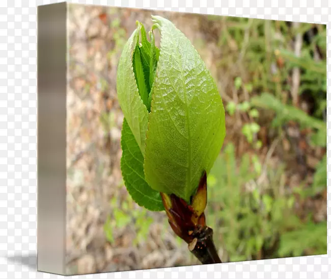 Ҷ-������