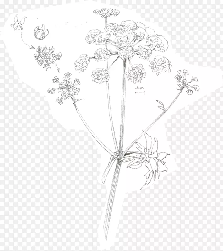 ����ͼ����ɫ�Գ�ͼ��-Ҷ-������