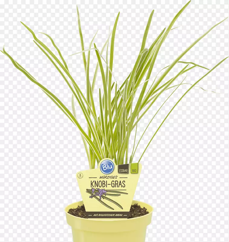 ������̥ѧѧ�����²˲ݴ���-������