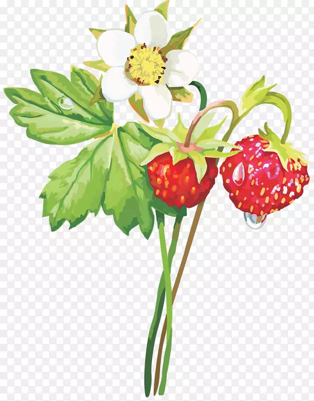 �����ݮ-������