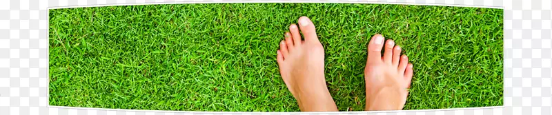 ��ݲ�ƺ�ݵ��������Ƥ-лл��ɫ-������