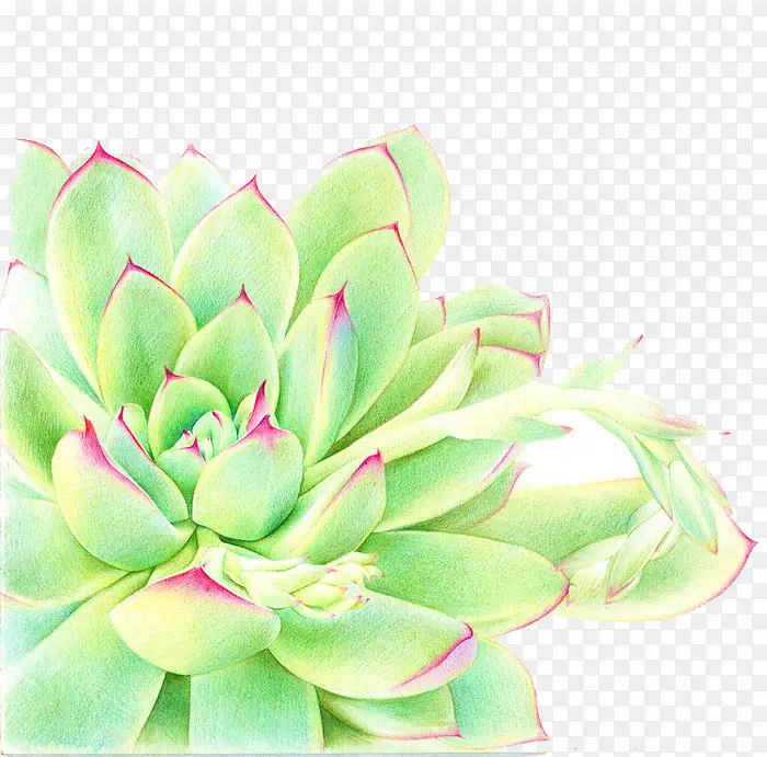 ����ֲ��ˮ�ʻ�-�������ʱ���-������