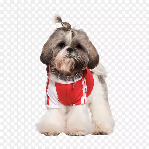 �Ĵ�����˿����ȮС��è������Ӱ-���ų��ﹷ-������