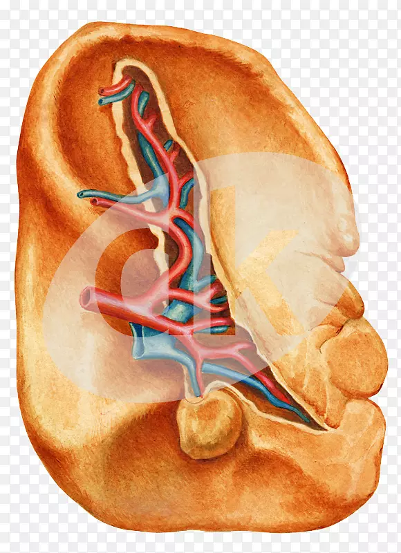 ѭ��ϵͳ�ܰ�ϵͳƢ����ѧСѧ-������