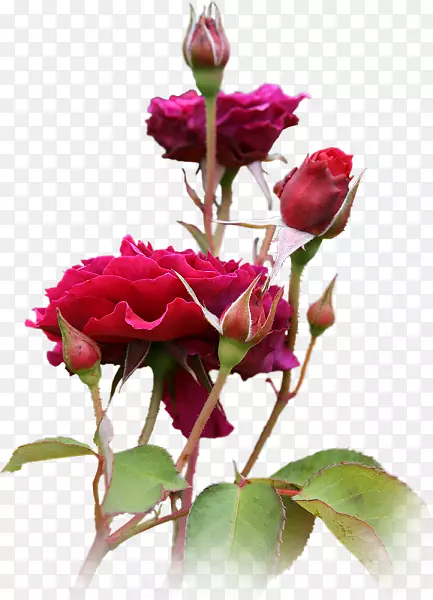 �ʻ�����-�ʻ�-������