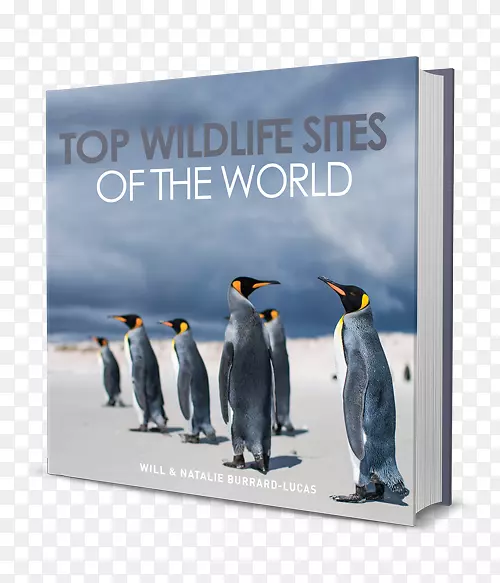 ���綥��Ұ�����ﾰ��Ұ��������Ӱ����-������