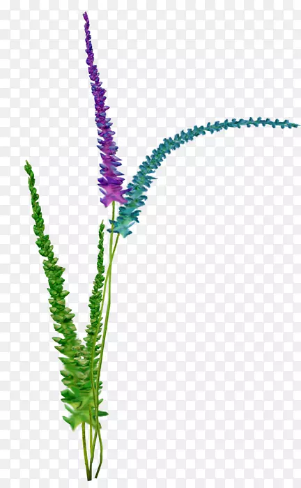 ����ֲ�ﾥˮ�廨-������