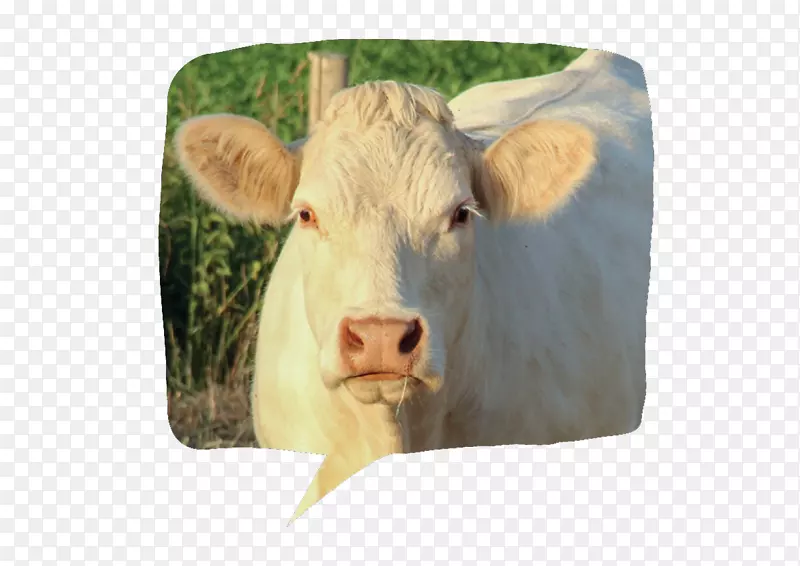 ţ�Ķ���Ⱥ-Сţ-������