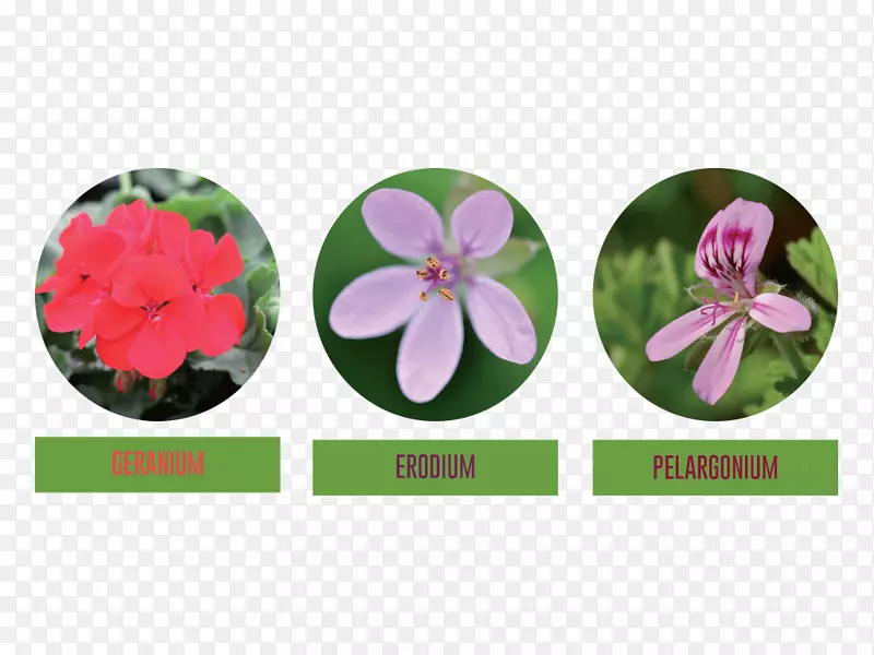 �������ÿ�����õ�����򿪻�ֲ��õ��-������