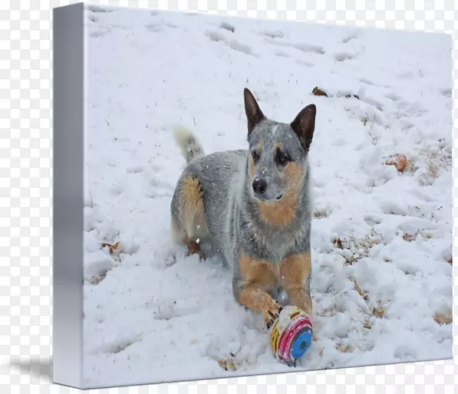 �Ĵ�����ţ��-��β��-����Ȯ-������