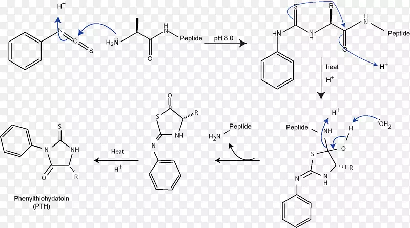 Edman���⵰�ײ��򰱻���ľ�ϵ���ø-������