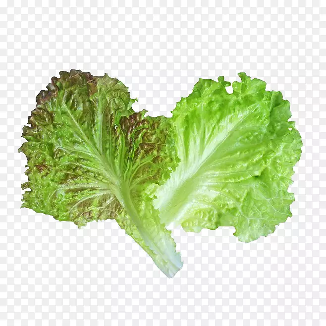 ��Ҷݫ�Ĵ���-�߲�Ҷ-������