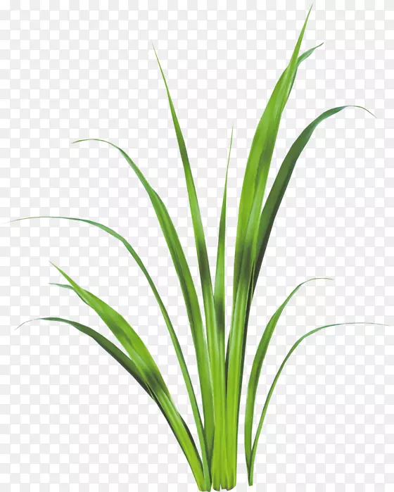 ������ʲ�ֲ�ﾥҶˮ��ݲ�ҶƬ-������