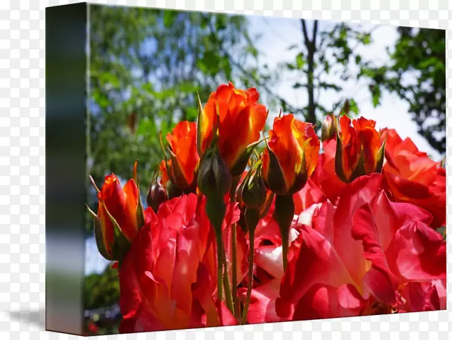 ����ͼ���л�������õ��ӡ��-������