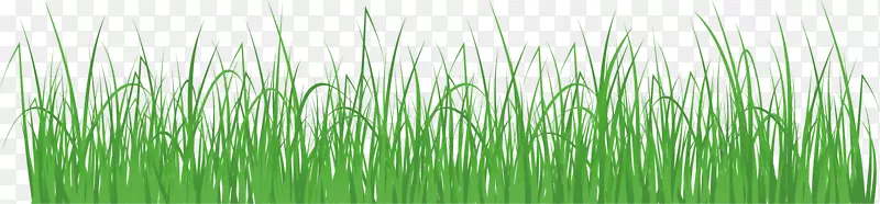 ��ݲݵ����ƤԪ��-������