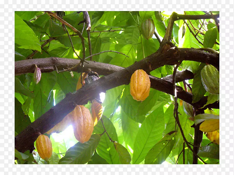 ����-������