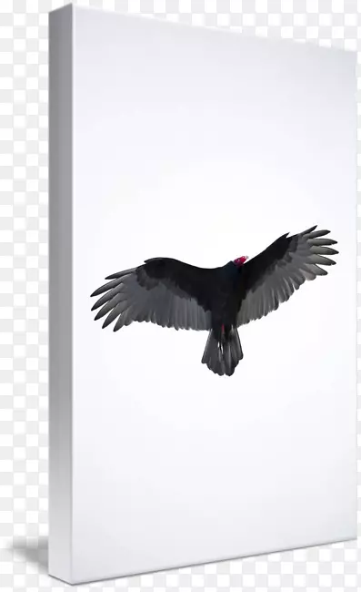 ӥ��ӥ-������