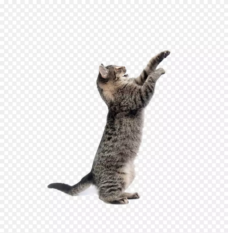 è�����󣬹�����ߣ�����-�ɰ���è-������