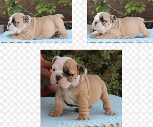 �ӹȶ�ţȮ��߶�ţȮ��Ӣ����ţȮ�Ĵ����Ƕ�ţȮ������-������