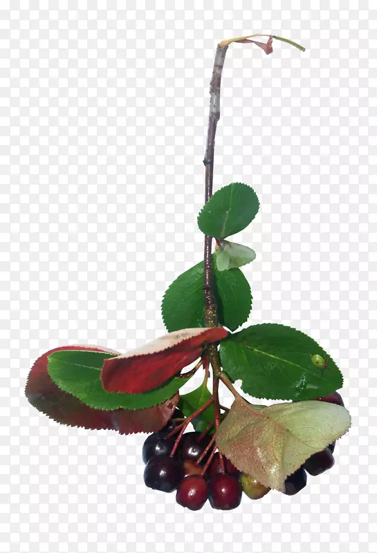 ƻ����������-ƻ��Ҷ֦-������