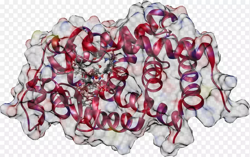 ʳ���°�-������