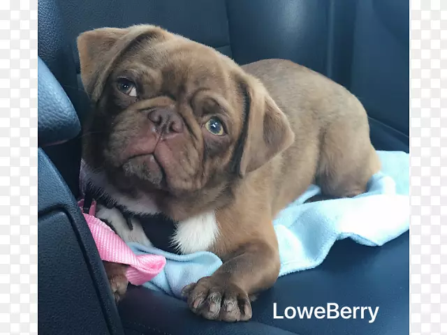 ��߶�ţȮ��Ӣ����ţȮ��С�����Ĵ����Ƕ�ţȮ�������ض�ţȮ��ţͷȮ-С��-������