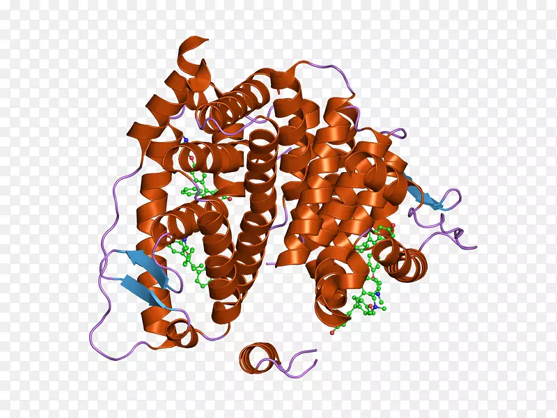 ʳ������-������