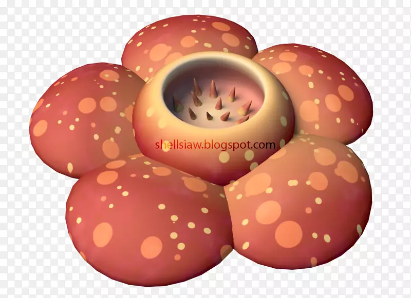 ʳ��-������