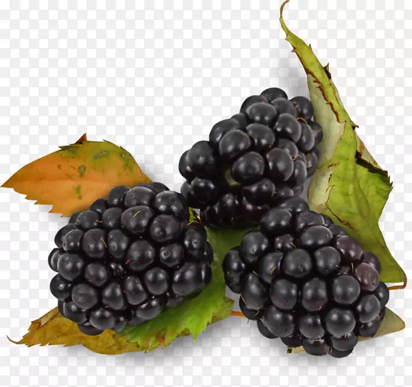 [ҽ]��ݮ-��ɣ��(Blackberry Auglis Rubus Ulmifolius)-������