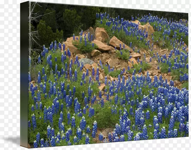 Ӣ��޹�²ݻ�԰�ݵ���̬ϵͳҰ��-������