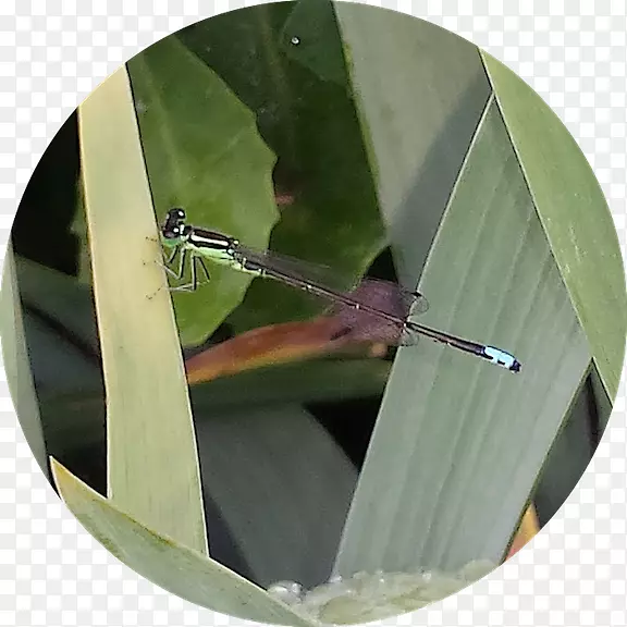 Ҷ-������