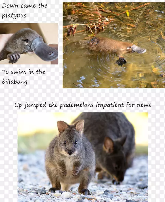 ���ݶ���Ѽ���ޱ���-��ľ����ҥ-������