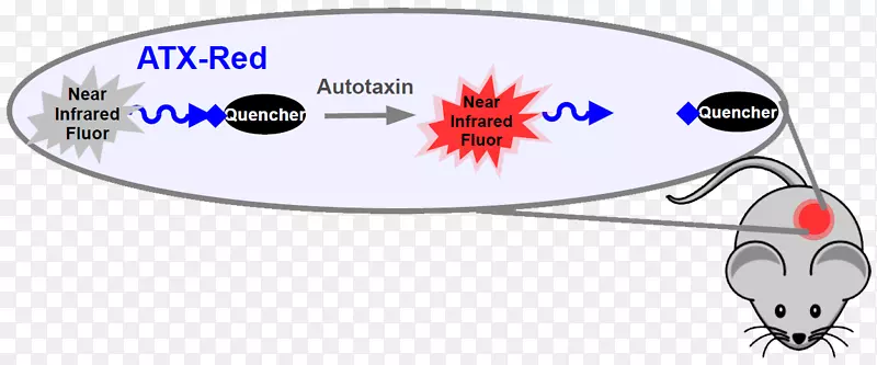 ������ɼ����Ѫ��֬������ҽѧ����ӫ��Ŵ�ϸ������-������