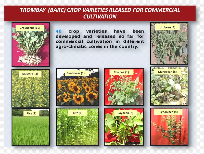 ��ҩ��ȻʳƷ�䷽����-������