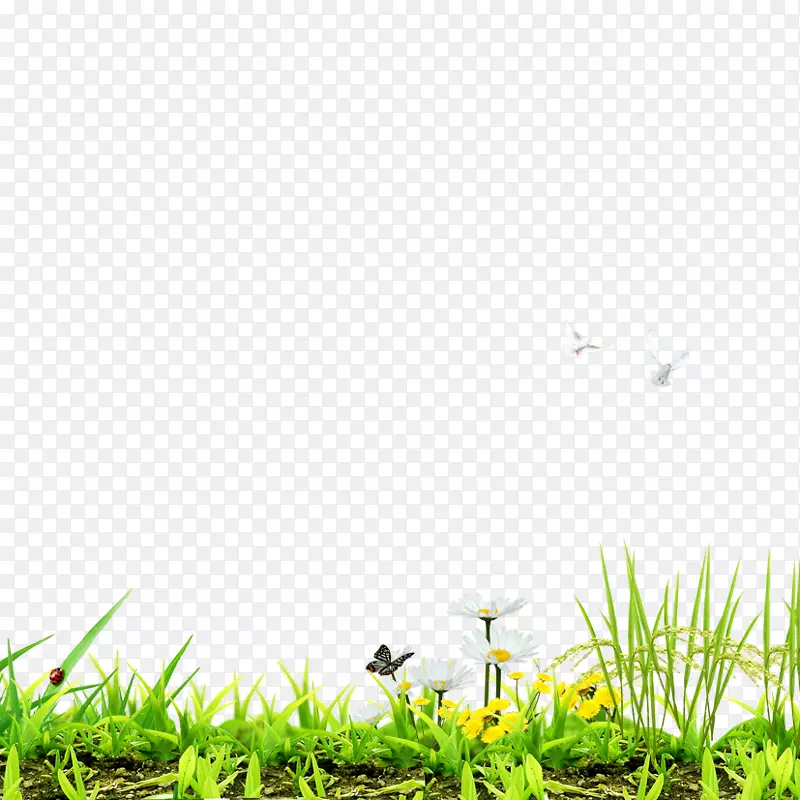 ��ƺ�������ʦ-�����̲�-������