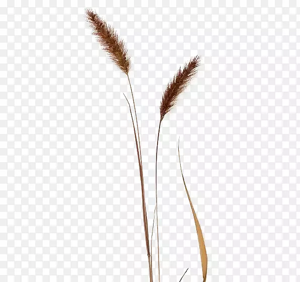 ţͷ������-�����ۼй���β�Ͳ����-������