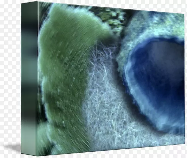 ���ӽ�����ëƤ�����˶�-������