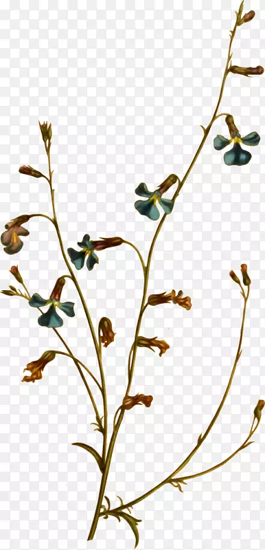 Сֲ֦�ﾥҶ����ֲ�������Ҷ-������