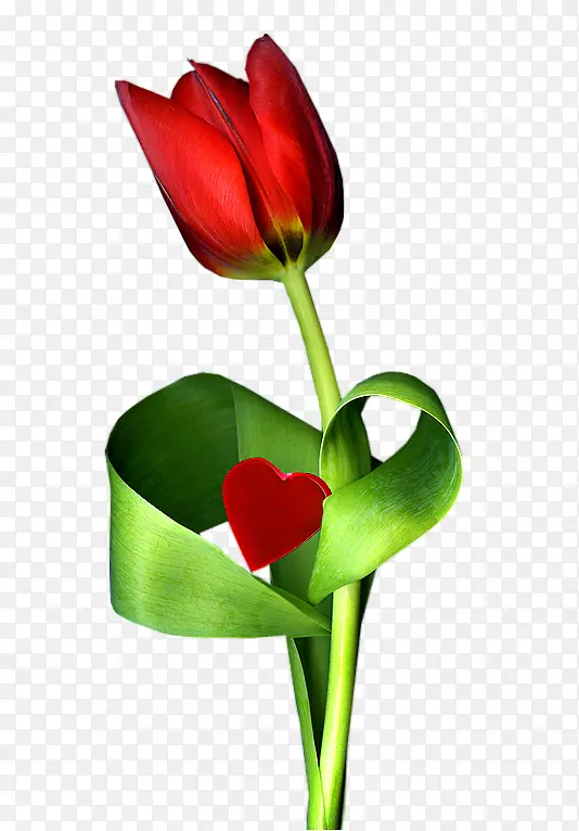 �����㻨������л�ֲ�ﾥ������-������