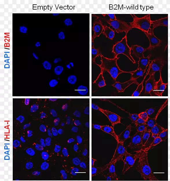 ����Էΰ��ҹ�Ĥϸ�������о�Э��-������