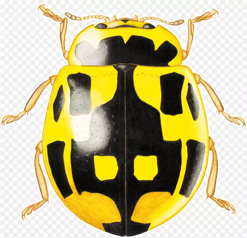 ����ʥ�׳�-������