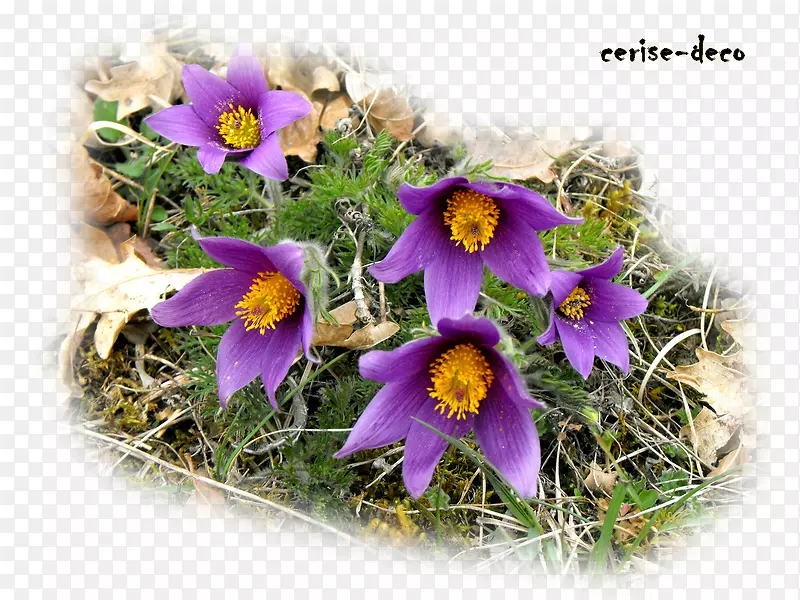 ɽˮ������Ȼ����Ұ��-������