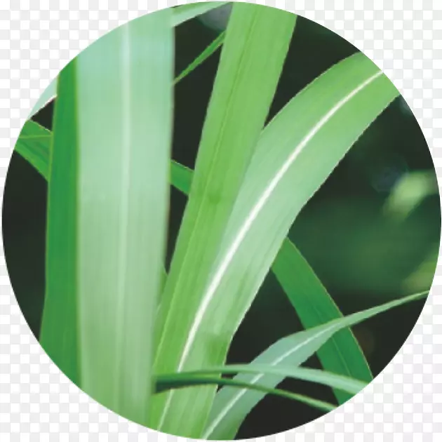 ��Ҷ-������