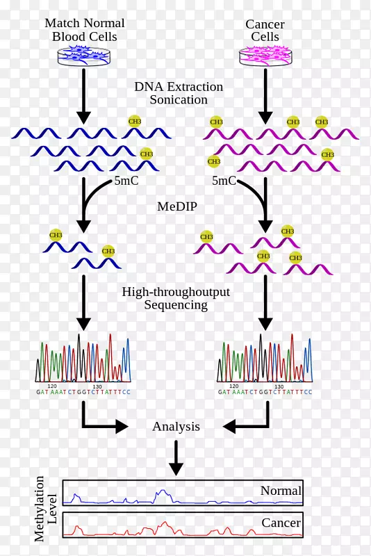�׻���DNA���߳���DNA�׻���DNA����-ʵ���԰�֢����-������
