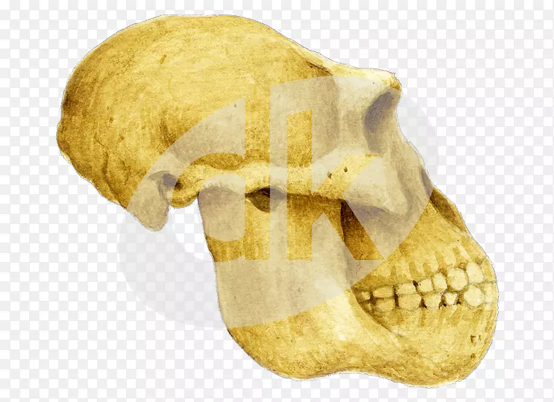 ͷ�ǹ�-������