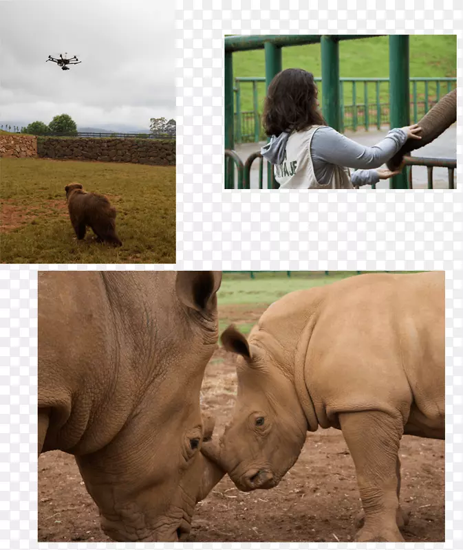 Ϭţ��Ұ�����½��������ӣ�Ұ������-������