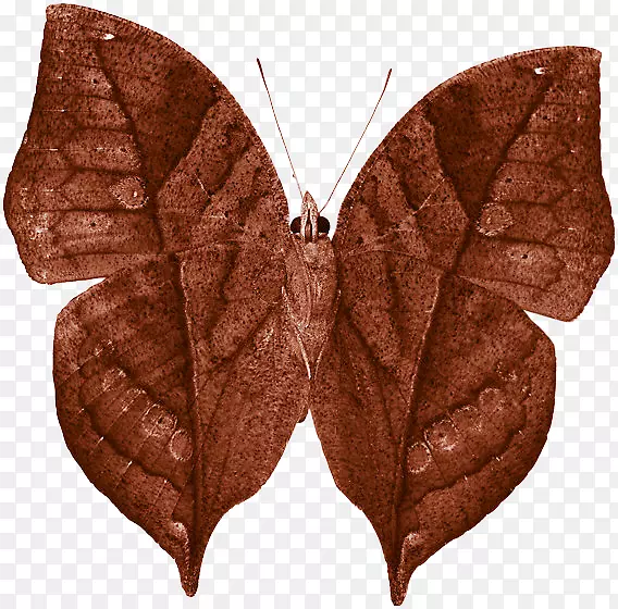 ë���׵ĺ�����Գ�Ҷ��-������