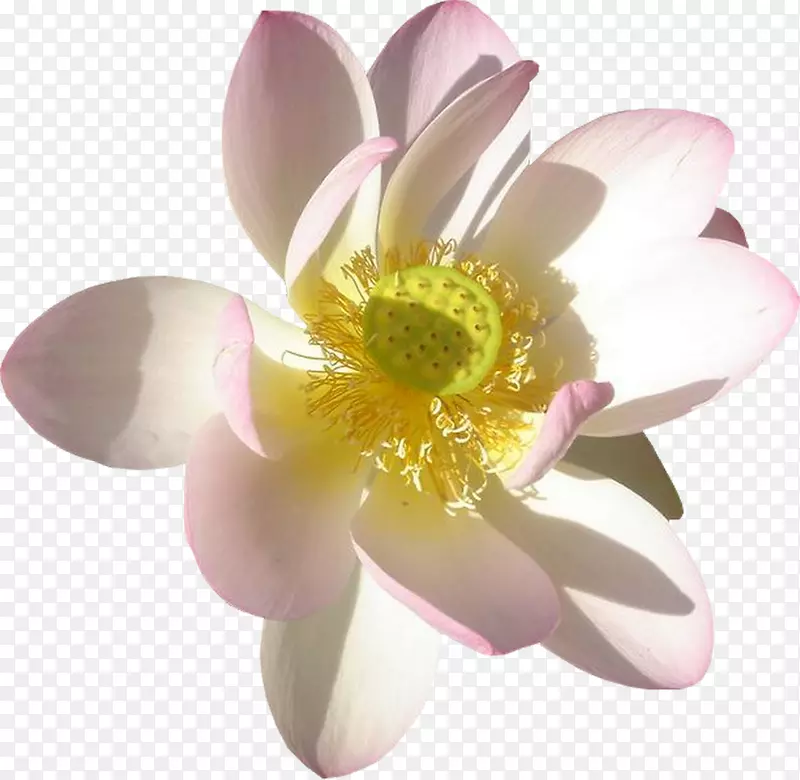 �ɻ��ٺϻ�ˮ��ֲ�����.���ܲ廭�����������-������