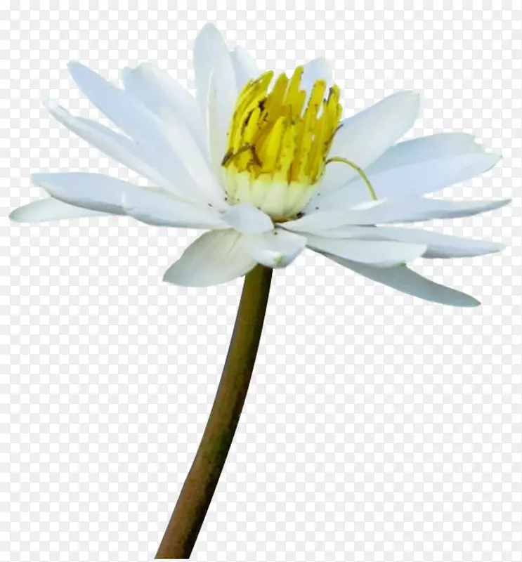 ���ܼ�����-ֲ�ﻨ��ͼ��-������